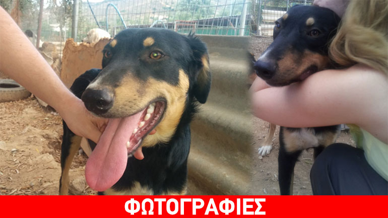 Χαρίζεται ο κουταβούλης Peter