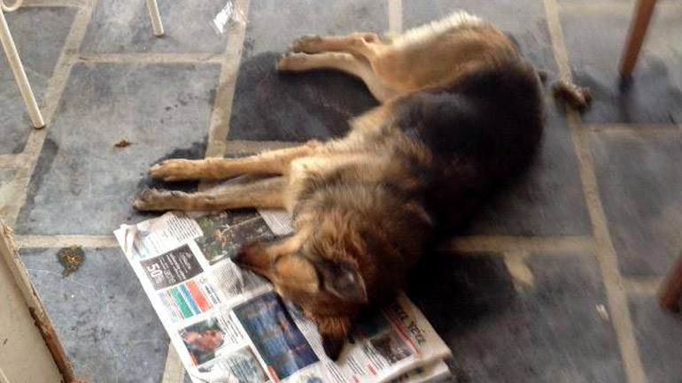 Δηλητηριασμός σκυλίτσας στα Χανιά