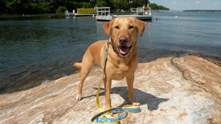 Ιεράπετρα: Σε ποιες παραλίες επιτρέπεται το λούσιμο ζώων συντροφιάς