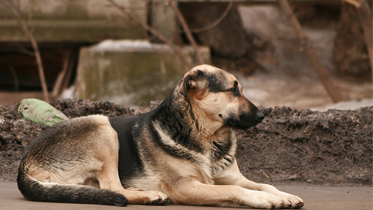 Δράμα: Δήμαρχος πληρώνει από την τσέπη του για να βρεθούν αυτοί που ρίχνουν φόλες στα αδέσποτα