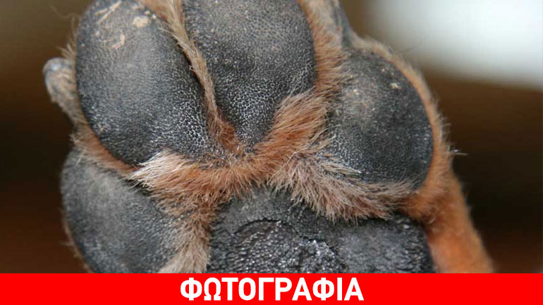 Πρέβεζα: Χάθηκε η Μελίνα