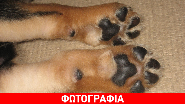 Υιοθετήστε τον Μπόμπυ!