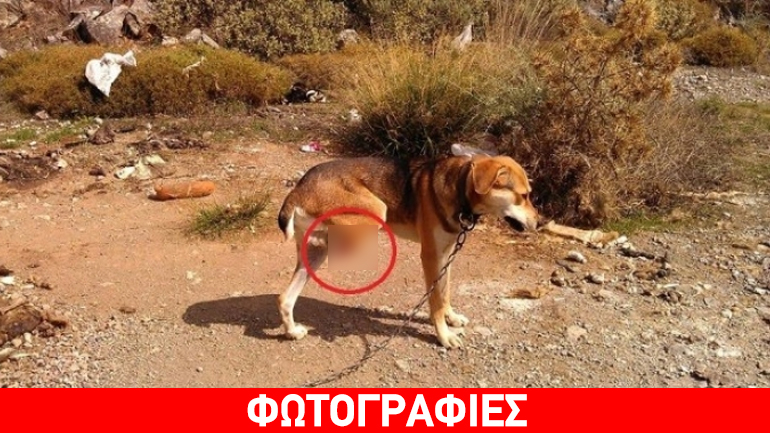 Κρήτη: Έκκληση για ακρωτηριασμένο σκύλο σε ορεινή περιοχή