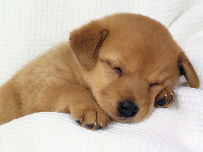 Χανιά: Κυνηγούσε τα αδέσποτα με… αεροβόλο