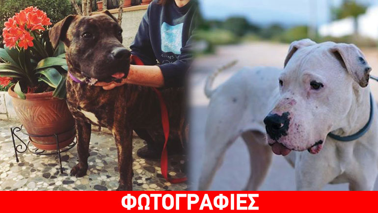 O Πρέσας και ο Ντάν-τε αναζητούν σπίτι!