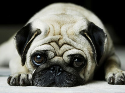 Ημερίδα για τα δικαιώματα των ζώων στα Χανιά