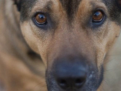 Μέριμνα για τα αδέσποτα από τον Άγ. Νικόλαο