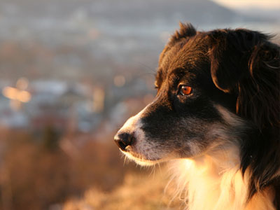 Πάτρα: Δύο χρόνια φυλακή σε 75χρονο για κακοποίηση σκύλου