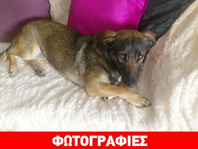 Μια ζεστή αγκαλιά για τη Μάιρα