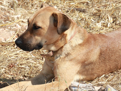 Χάθηκε ο Γκρίνο στο Ψυχικό