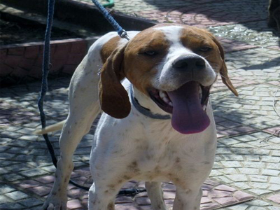 Χαρίζεται ο Μότσαρτ