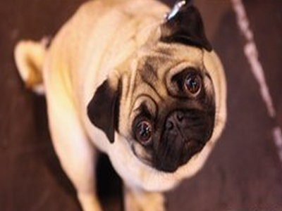 Πρόστιμο σε αεροπορική εταιρεία για τον θάνατο σκύλων