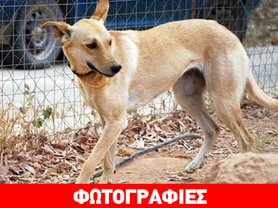 Υιοθετήστε τη Nelly