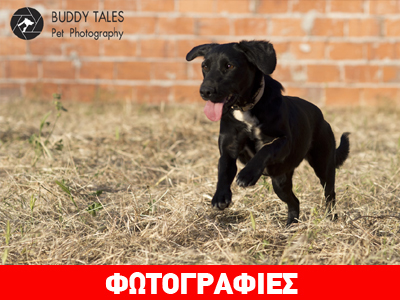 Χαρίζεται η Αμέλια