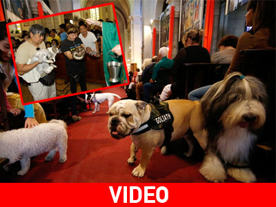 Φιλιππίνες: Ευλόγησον Κύριε το… τετράποδο