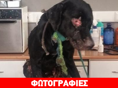 Άρτα: Σοβαρά τραυματισμένο το σκυλάκι που είχαν επιχειρήσει να κάψουν ζωντανό