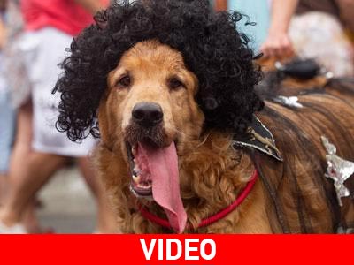 Βραζιλία: Καρναβάλι μόνο για… τετράποδα