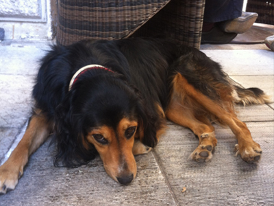 Βρέθηκε σκυλίτσα στην πλατεία Χαλανδρίου