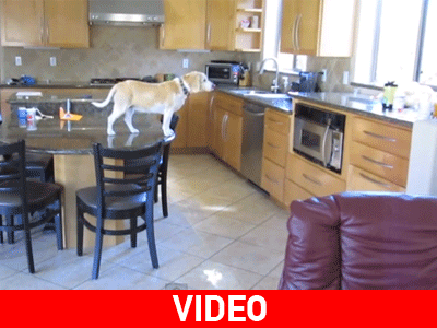 Σκύλος ανοίγει τον φούρνο και κλέβει τις κουτομπουκιές!