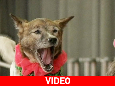 Ιαπωνία: Μαθήματα υπευθυνότητας μέσω… τσίρκου!