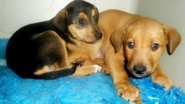 Ζουμπουρλούδικα κουταβάκια αναζητούν σπίτι!