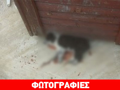 Ασυνείδητοι θανάτωσαν δύο αδέσποτα στα Χανιά