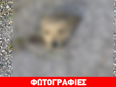 Σοκ: Κομμένο κεφάλι σκύλου στη μέση του δρόμου!