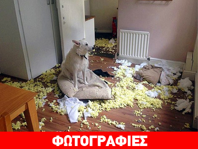 Τετράποδος… εφιάλτης σε τέσσερις τοίχους!