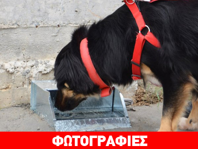 Ποτίστρες για τα αδέσποτα ζώα από τον Δήμο Νεάπολης – Συκεών