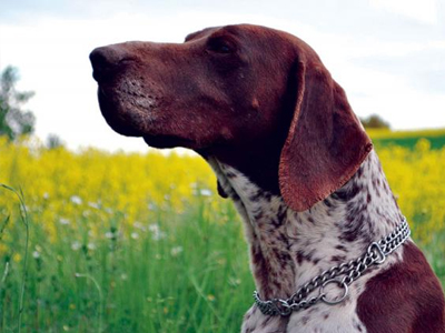 Αυστηροί έλεγχοι και υψηλά πρόστιμα στους κυνηγούς για τα κυνηγόσκυλα