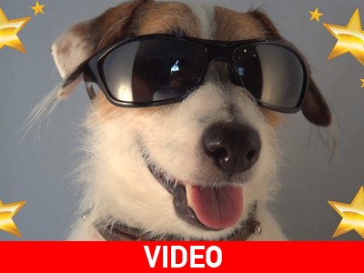 Jesse, ο νοικοκύρης σκύλος!