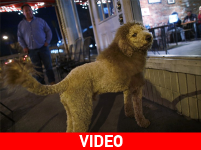 Το λιοντάρι ήταν… σκύλος!