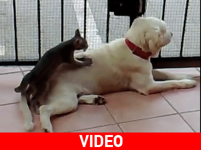 Όταν η γάτα κάνει… μασάζ στον σκύλο!