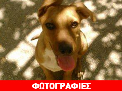 Χαρίζεται ο Ορέστης!