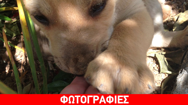 Αξιολάτρευτα κουτάβια αναζητούν αγκαλιά