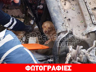 Πρέβεζα: Έτρεχε πίσω από το ασθενοφόρο μέσα στο οποίο βρισκόταν το τραυματισμένο αφεντικό του