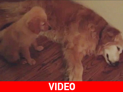 Κουτάβι παρηγορεί ενήλικο σκύλο που βλέπει εφιάλτες!