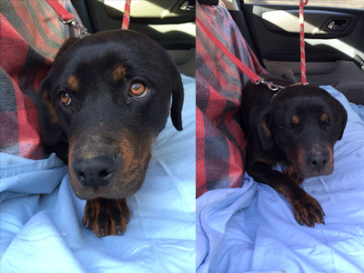 Χάθηκε Ροτβάιλερ στα Βριλήσσια