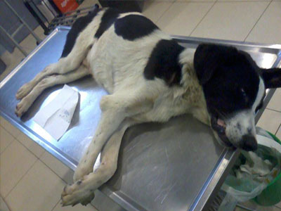 Βοηθήστε να σωθεί!