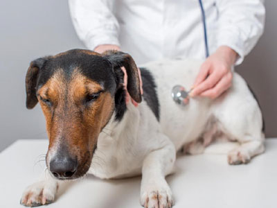 Πρώτες βοήθειες σε περίπτωση δηλητηρίασης σκύλου ή γάτας