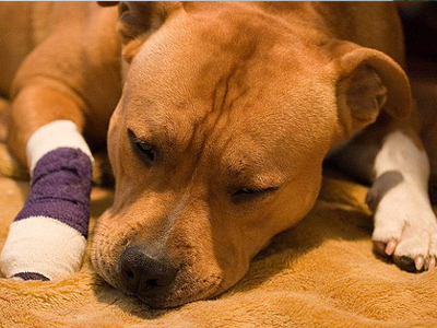 Επειγόντως φάρμακα στο Κυνοκομείο Ηρακλείου