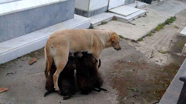 Σκυλίτσα θηλάζει τα μικρά της ανάμεσα σε τάφους