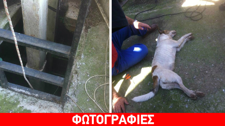 Ξάνθη: Επιχείρηση διάσωσης σκύλου που παγιδεύτηκε σε δεξαμενή