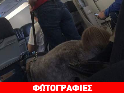 Αναγκαστική προσγείωση λόγω… ακράτειας του σκύλου!