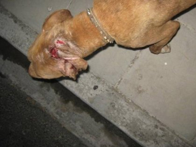 Εισαγγελική παρέμβαση για την κακοποίηση σκύλων στα Χανιά