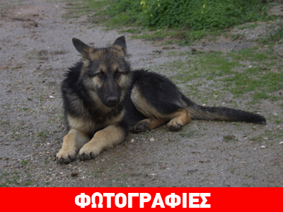 Χαρίζεται η Ζουζούνα!