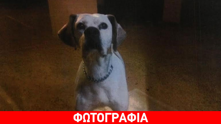 Χάθηκε ο Τζόλε στα Βριλήσσια