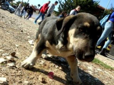 Αχαΐα: Αδέσποτο πιάστηκε σε αυτοσχέδια παγίδα για αλεπούδες