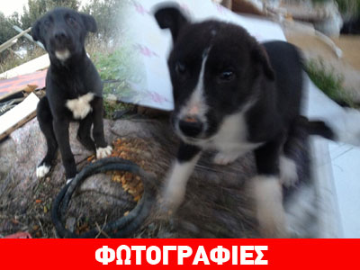 Άστεγοι κούταβoι κινδυνεύουν κοντά στον προαστιακό Κάντζα – Παιανία