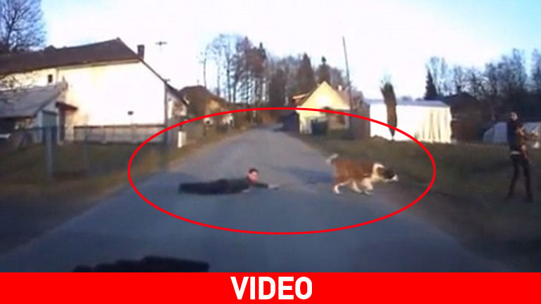 Ο σκύλος πήγε… βόλτα το παιδί!